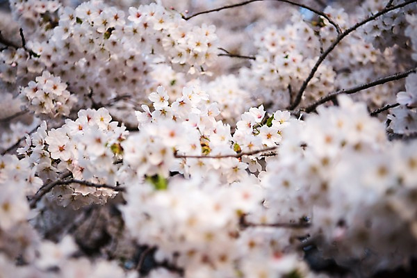 포토 JPG 주간 근접촬영 사람없음 야외 아웃포커스 봄 벚꽃 국내포토 자연요소 계절 꽃 뷰포인트 촬영기법 파일형식