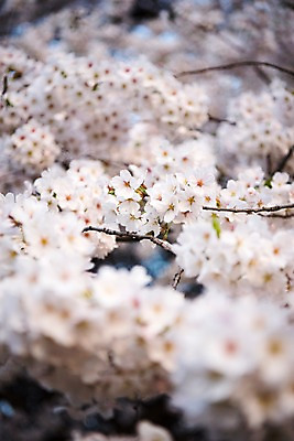 포토 JPG 주간 근접촬영 사람없음 야외 아웃포커스 봄 벚꽃 국내포토 자연요소 계절 꽃 뷰포인트 촬영기법 파일형식
