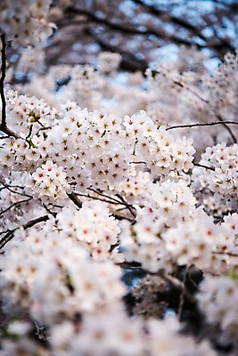 포토 JPG 주간 근접촬영 사람없음 야외 아웃포커스 봄 벚꽃 국내포토 자연요소 계절 꽃 뷰포인트 촬영기법 파일형식