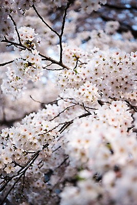 포토 JPG 주간 근접촬영 사람없음 야외 아웃포커스 봄 벚꽃 국내포토 자연요소 계절 꽃 뷰포인트 촬영기법 파일형식