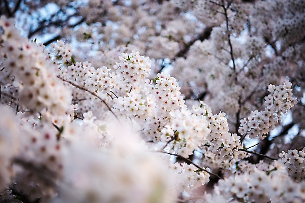 포토 JPG 주간 근접촬영 사람없음 야외 아웃포커스 봄 벚꽃 국내포토 자연요소 계절 꽃 뷰포인트 촬영기법 파일형식