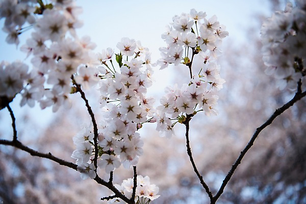 포토 JPG 주간 근접촬영 사람없음 야외 아웃포커스 봄 벚꽃 국내포토 자연요소 계절 꽃 뷰포인트 촬영기법 파일형식