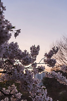 포토 JPG 주간 사람없음 야외 노을 봄 벚꽃 국내포토 자연요소 계절 꽃 파일형식