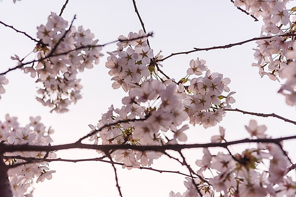 포토 JPG 주간 근접촬영 사람없음 야외 봄 벚꽃 국내포토 자연요소 계절 꽃 뷰포인트 파일형식