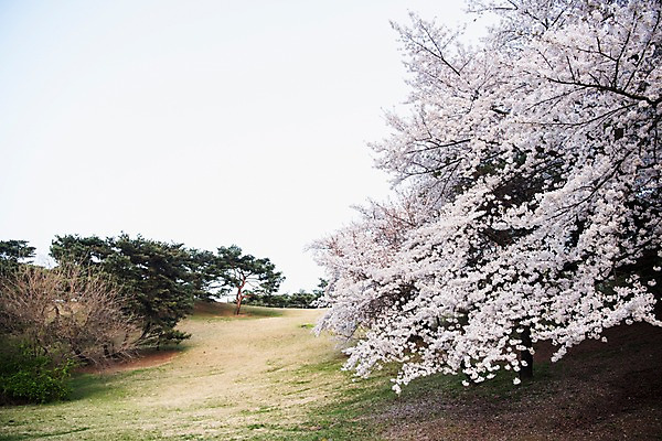 포토 JPG 주간 나무 잔디 사람없음 야외 봄 벚꽃 국내포토 자연요소 식물 계절 꽃 파일형식