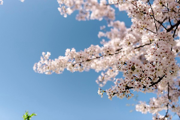 포토 JPG 주간 하늘 사람없음 야외 아웃포커스 봄 벚꽃 국내포토 자연요소 계절 꽃 촬영기법 파일형식