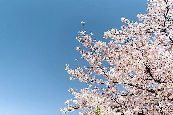 포토 JPG 주간 하늘 사람없음 야외 봄 벚꽃 국내포토 자연요소 계절 꽃 파일형식