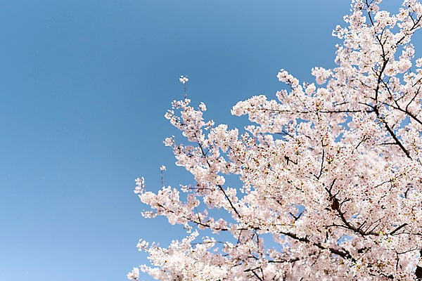 포토 JPG 주간 하늘 사람없음 야외 봄 벚꽃 국내포토 자연요소 계절 꽃 파일형식