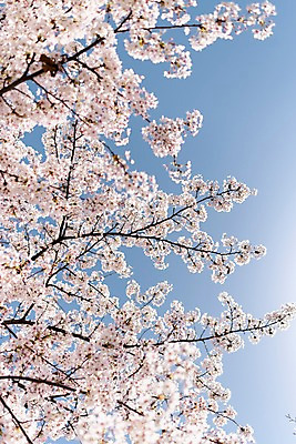포토 JPG 주간 하늘 사람없음 야외 봄 벚꽃 국내포토 자연요소 계절 꽃 파일형식