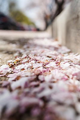 포토 JPG 주간 꽃잎 도로 길 근접촬영 사람없음 야외 아웃포커스 봄 벚꽃 낙화 국내포토 자연요소 계절 꽃 뷰포인트 교통시설 촬영기법 파일형식
