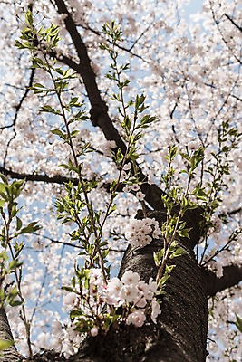 포토 JPG 주간 나뭇잎 사람없음 야외 봄 벚꽃 국내포토 자연요소 계절 꽃 잎 파일형식