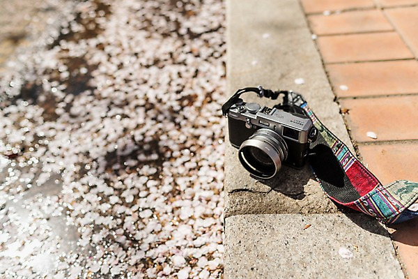 포토 JPG 주간 꽃잎 사람없음 야외 아웃포커스 카메라 봄 벚꽃 낙화 국내포토 자연요소 계절 꽃 촬영기법 전자제품 파일형식