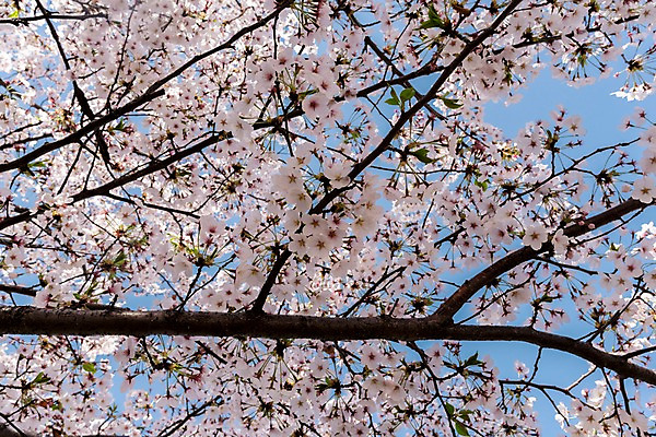 포토 JPG 주간 하늘 사람없음 야외 봄 벚꽃 국내포토 자연요소 계절 꽃 파일형식