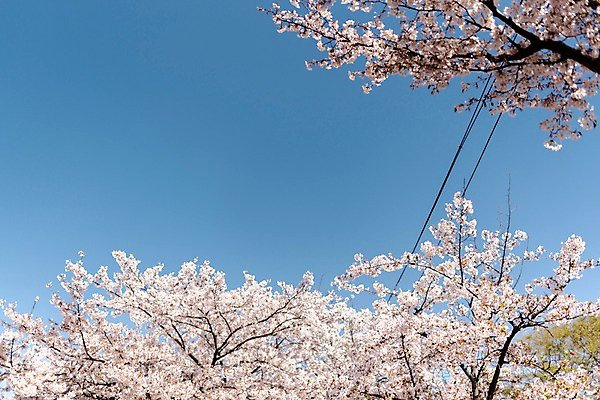 포토 JPG 주간 하늘 사람없음 야외 봄 벚꽃 국내포토 자연요소 계절 꽃 파일형식