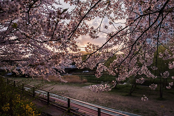 포토 JPG 주간 길 잔디 사람없음 야외 울타리 노을 봄 벚꽃 개나리 국내포토 자연요소 식물 계절 꽃 담장 파일형식