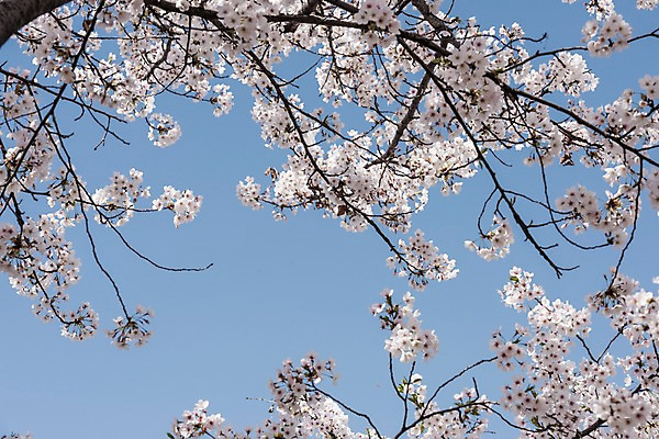 포토 JPG 주간 하늘 사람없음 야외 봄 벚꽃 국내포토 자연요소 계절 꽃 파일형식