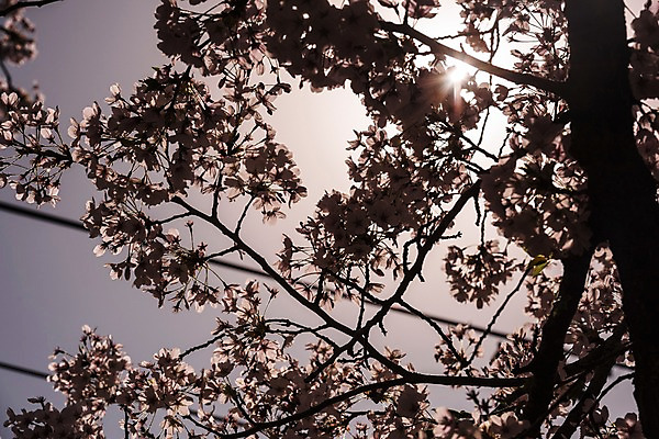 포토 JPG 주간 사람없음 야외 빛 봄 벚꽃 역광 국내포토 자연요소 계절 꽃 파일형식