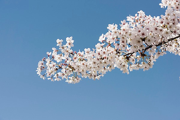 포토 JPG 주간 하늘 사람없음 야외 봄 벚꽃 국내포토 자연요소 계절 꽃 파일형식