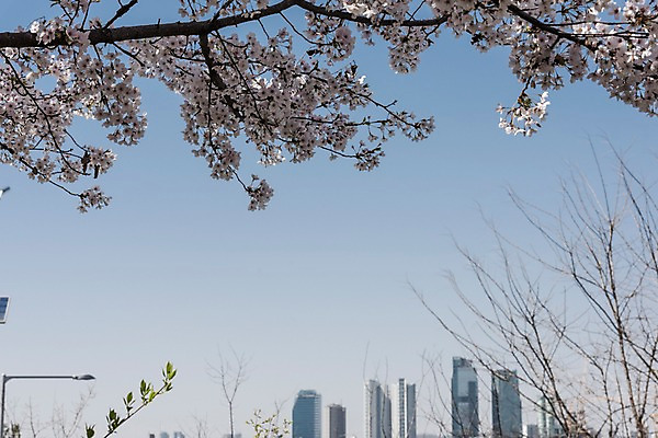 포토 JPG 주간 하늘 빌딩 사람없음 야외 건물 봄 벚꽃 나뭇가지 국내포토 자연요소 나무 건축물 계절 꽃 파일형식
