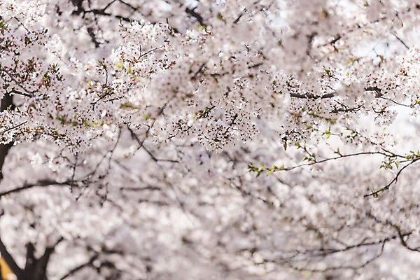 포토 JPG 주간 사람없음 야외 아웃포커스 봄 벚꽃 국내포토 자연요소 계절 꽃 촬영기법 파일형식