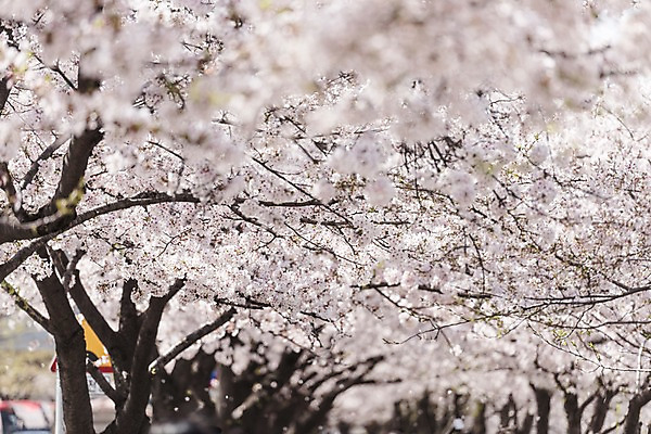 포토 JPG 주간 사람없음 야외 아웃포커스 봄 벚꽃 국내포토 자연요소 계절 꽃 촬영기법 파일형식