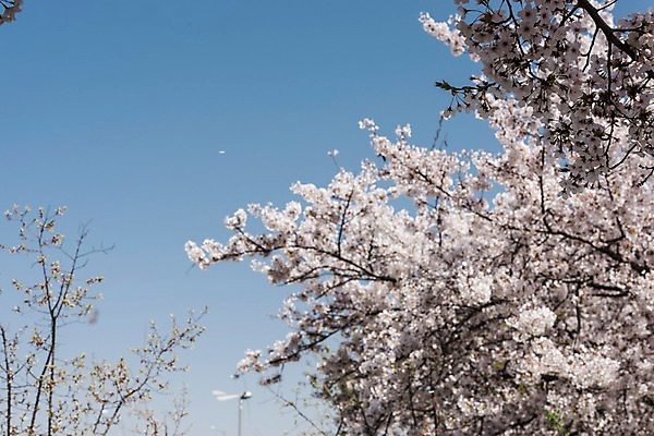 포토 JPG 주간 하늘 사람없음 야외 아웃포커스 봄 벚꽃 국내포토 자연요소 계절 꽃 촬영기법 파일형식