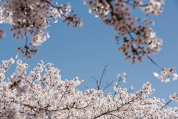 포토 JPG 주간 하늘 사람없음 야외 아웃포커스 봄 벚꽃 국내포토 자연요소 계절 꽃 촬영기법 파일형식