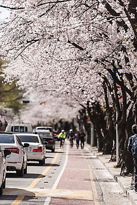 포토 JPG 주간 길 자동차 사람 여러명 야외 아웃포커스 봄 벚꽃 자전거도로 국내포토 자연요소 계절 꽃 육상교통 다수 촬영기법 전용도로 파일형식 식물 도로 교통수단 교통 교통시설 시설