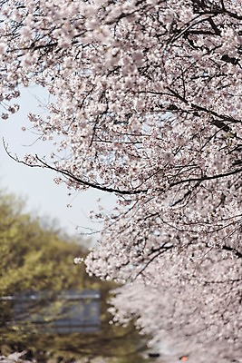 포토 JPG 주간 사람없음 야외 아웃포커스 봄 벚꽃 국내포토 자연요소 계절 꽃 촬영기법 파일형식