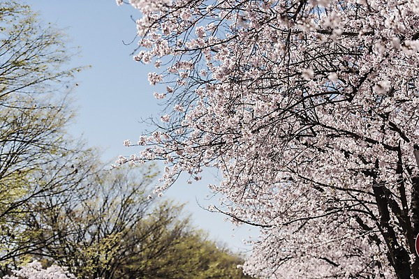 포토 JPG 주간 사람없음 야외 아웃포커스 봄 벚꽃 국내포토 자연요소 계절 꽃 촬영기법 파일형식