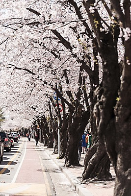 포토 JPG 주간 길 자동차 여러명 야외 봄 벚꽃 군중 자전거도로 국내포토 자연요소 계절 꽃 육상교통 다수 사람 전용도로 파일형식