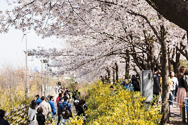 포토 JPG 주간 사람 여러명 야외 봄 벚꽃 개나리 국내포토 자연요소 계절 꽃 다수 파일형식