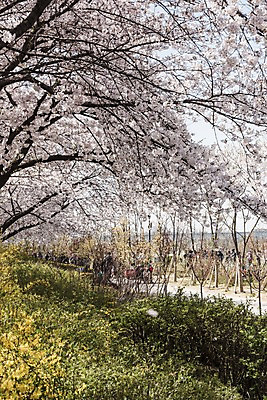 포토 JPG 주간 나무 사람없음 야외 봄 벚꽃 국내포토 자연요소 식물 계절 꽃 파일형식