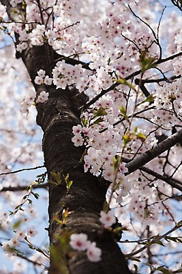포토 JPG 주간 근접촬영 사람없음 야외 아웃포커스 봄 벚꽃 국내포토 자연요소 계절 꽃 뷰포인트 촬영기법 파일형식