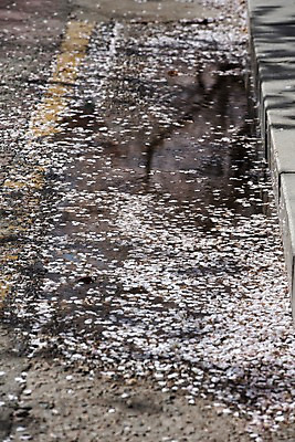 포토 JPG 주간 꽃잎 도로 길 사람없음 야외 봄 벚꽃 낙화 국내포토 자연요소 계절 꽃 교통시설 파일형식