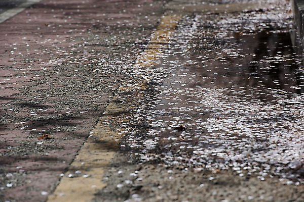 포토 JPG 주간 꽃잎 사람없음 야외 봄 벚꽃 낙화 국내포토 자연요소 계절 꽃 파일형식