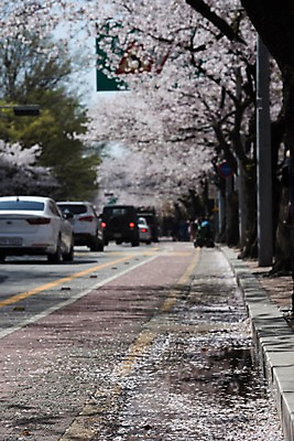 포토 JPG 주간 꽃잎 자동차 사람없음 야외 아웃포커스 봄 벚꽃 낙화 국내포토 자연요소 계절 꽃 육상교통 촬영기법 파일형식
