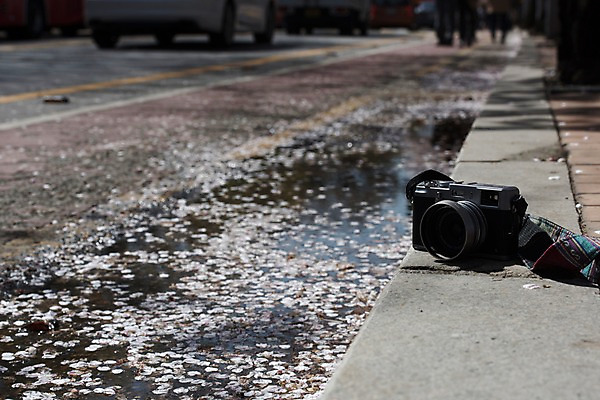 포토 JPG 주간 꽃잎 사람없음 야외 아웃포커스 카메라 봄 벚꽃 웅덩이 낙화 국내포토 자연요소 계절 꽃 촬영기법 전자제품 파일형식