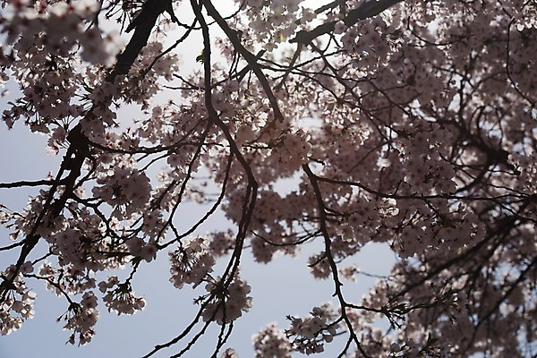 포토 JPG 주간 하늘 사람없음 야외 아웃포커스 봄 벚꽃 국내포토 자연요소 계절 꽃 촬영기법 파일형식