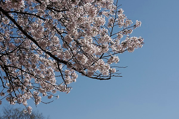 포토 JPG 주간 하늘 사람없음 야외 봄 벚꽃 국내포토 자연요소 계절 꽃 파일형식