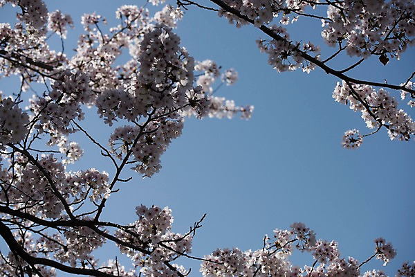 포토 JPG 주간 하늘 사람없음 야외 봄 벚꽃 국내포토 자연요소 계절 꽃 파일형식