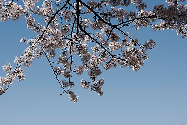 포토 JPG 주간 하늘 사람없음 야외 봄 벚꽃 국내포토 자연요소 계절 꽃 파일형식