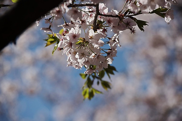 포토 JPG 주간 하늘 사람없음 야외 아웃포커스 봄 벚꽃 국내포토 자연요소 계절 꽃 촬영기법 파일형식