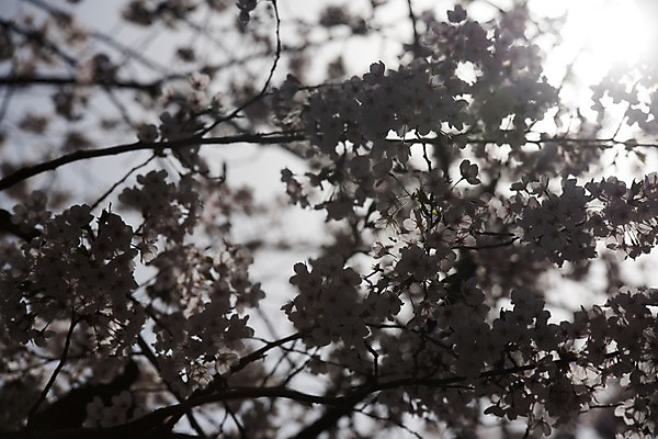 포토 JPG 주간 하늘 사람없음 야외 봄 벚꽃 역광 국내포토 자연요소 계절 꽃 파일형식