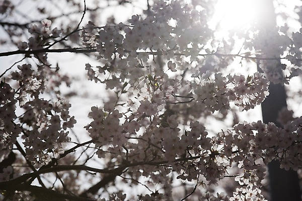 포토 JPG 주간 하늘 사람없음 야외 빛 봄 벚꽃 국내포토 자연요소 계절 꽃 파일형식