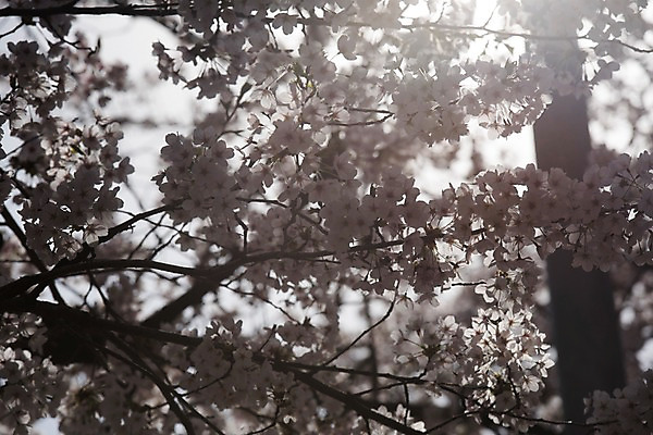 포토 JPG 주간 하늘 사람없음 야외 빛 봄 벚꽃 국내포토 자연요소 계절 꽃 파일형식
