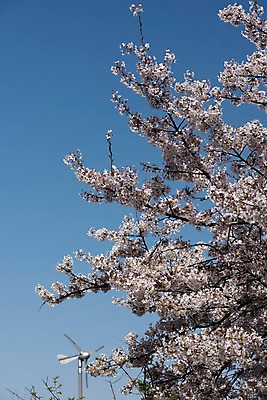 포토 JPG 주간 하늘 사람없음 야외 봄 벚꽃 국내포토 자연요소 계절 꽃 파일형식
