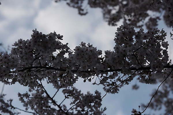 포토 JPG 주간 하늘 사람없음 야외 아웃포커스 봄 벚꽃 역광 국내포토 자연요소 계절 꽃 촬영기법 파일형식