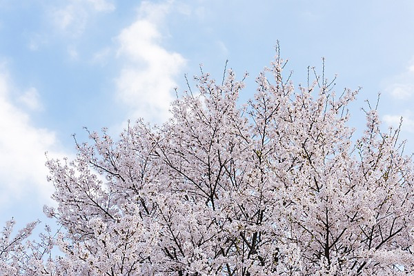 포토 JPG 주간 하늘 사람없음 야외 봄 벚꽃 국내포토 자연요소 계절 꽃 파일형식