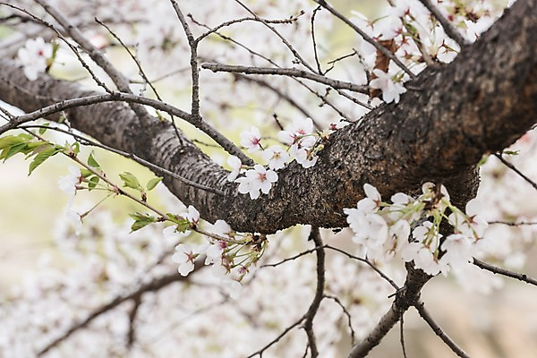 포토 JPG 주간 근접촬영 사람없음 야외 아웃포커스 봄 벚꽃 국내포토 자연요소 계절 꽃 뷰포인트 촬영기법 파일형식